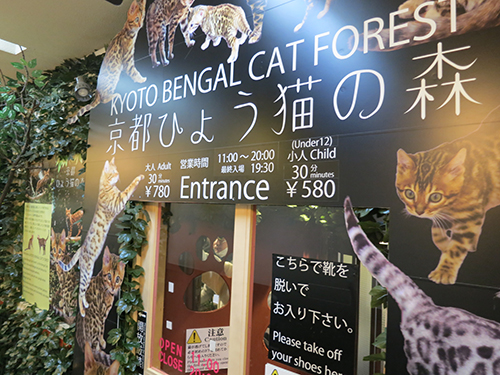 京都ひょう猫の森